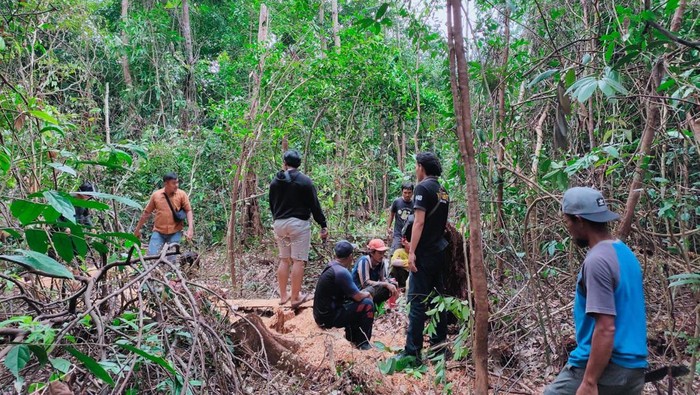 Kegiatan penebangan pohon yang terjadi di Bukit Menumbing, Bangka Barat, baru-baru ini menuai perhatian luas dari masyarakat dan pihak berwenang. Fenomena penebangan pohon yang dilakukan oleh individu-individu tanpa izin ini merupakan salah satu masalah yang cukup serius, mengingat dampaknya terhadap lingkungan dan ekosistem lokal. Di tengah upaya pelestarian lingkungan, tindakan ilegal semacam ini tidak hanya merugikan alam, tetapi juga dapat berkonsekuensi hukum bagi pelakunya. Polisi setempat telah mengambil tindakan dengan mengamankan dua warga yang terlibat dalam penebangan pohon tersebut. Artikel ini akan membahas lebih dalam mengenai insiden tersebut, dampaknya, serta langkah-langkah yang diambil oleh pihak berwenang. 1. Latar Belakang Penebangan Pohon di Bukit Menumbing Bukit Menumbing merupakan salah satu kawasan berharga di Bangka Barat yang dikenal dengan keindahan alamnya. Kawasan ini memiliki beragam flora dan fauna yang penting untuk keseimbangan ekosistem lokal. Namun, belakangan ini, aktivitas penebangan pohon ilegal semakin marak, termasuk di kawasan Bukit Menumbing. Penebangan pohon ini sering kali dilakukan oleh individu yang mencari keuntungan cepat dari hasil hutan tanpa mempertimbangkan dampak jangka panjang terhadap lingkungan. Salah satu faktor yang mendorong penebangan pohon ilegal di Bukit Menumbing adalah kebutuhan ekonomi masyarakat setempat. Banyak warga yang berjuang untuk memenuhi kebutuhan hidup sehari-hari dan melihat penebangan pohon sebagai solusi instan untuk mendapatkan uang. Namun, tindakan ini sangat merugikan, tidak hanya bagi lingkungan, tetapi juga bagi masyarakat itu sendiri, yang akan merasakan dampak negatif dari hilangnya sumber daya alam. Di sisi lain, pemerintah dan organisasi lingkungan terus berupaya untuk melindungi kawasan hutan dan mencegah penebangan liar. Berbagai program dan inisiatif telah diluncurkan untuk meningkatkan kesadaran masyarakat tentang pentingnya menjaga kelestarian alam. Namun, masih banyak tantangan yang harus dihadapi, termasuk kurangnya pengawasan dan penegakan hukum yang tegas. Insiden yang melibatkan dua warga Bangka Barat ini menjadi titik perhatian baru bagi semua pihak untuk berkolaborasi dalam menjaga lingkungan. 2. Proses Penangkapan Dua Warga yang Terlibat Setelah menerima laporan mengenai aktivitas penebangan pohon ilegal di Bukit Menumbing, pihak kepolisian setempat segera menindaklanjuti laporan tersebut. Tim gabungan dari kepolisian dan petugas lingkungan melakukan penyelidikan untuk mengumpulkan bukti dan mengidentifikasi pelaku. Dalam prosesnya, petugas berhasil menemukan lokasi di mana penebangan pohon berlangsung dan mendapati dua warga yang sedang melakukan aktivitas tersebut. Penangkapan berlangsung tanpa insiden yang berarti. Kedua pelaku berusaha memberikan berbagai alasan untuk membenarkan tindakan mereka, namun pihak kepolisian tetap melakukan penahanan berdasarkan undang-undang yang berlaku terkait perlindungan hutan. Proses hukum kemudian dimulai, di mana kedua warga tersebut dijerat dengan pasal yang mengatur tentang pengrusakan lingkungan dan penebangan pohon tanpa izin. Penangkapan ini menjadi perhatian publik dan menimbulkan berbagai reaksi. Sebagian masyarakat menyambut baik tindakan tegas dari kepolisian, sementara yang lain mempertanyakan solusi yang lebih berkelanjutan untuk masalah ekonomi yang melandasi penebangan liar. Hal ini menunjukkan perlunya pendekatan yang lebih komprehensif untuk mengatasi masalah ini, mulai dari pendidikan lingkungan, peningkatan ekonomi lokal, hingga penegakan hukum yang adil. 3. Dampak Lingkungan akibat Penebangan Ilegal Penebangan pohon di Bukit Menumbing tidak hanya berdampak pada keindahan alam, tetapi juga mengakibatkan kerusakan yang lebih luas bagi ekosistem. Ekosistem hutan memiliki peran yang sangat penting dalam menjaga keseimbangan lingkungan. Hutan berfungsi sebagai penyedia oksigen, penyerap karbon, serta habitat bagi berbagai spesies flora dan fauna. Salah satu dampak langsung dari penebangan pohon ilegal adalah hilangnya habitat bagi satwa liar. Banyak spesies yang bergantung pada keberadaan pohon-pohon tersebut untuk tempat tinggal dan sumber makanan. Ketika pohon-pohon ditebang, satwa liar terpaksa mencari tempat baru yang mungkin tidak bisa mereka temukan. Hal ini dapat menyebabkan penurunan populasi spesies tertentu dan bahkan dapat memicu kepunahan lokal. Selain itu, penebangan pohon juga mempengaruhi kualitas tanah dan air. Tanpa akar pohon yang menahan tanah, risiko erosi meningkat. Erosi tanah tidak hanya mengurangi kesuburan tanah, tetapi juga dapat menyebabkan sedimentasi di badan air, yang mengganggu ekosistem akuatik. Air yang tercemar akibat erosi juga berdampak negatif pada kesehatan manusia dan hewan. Dampak jangka panjang dari penebangan ilegal di Bukit Menumbing mencakup perubahan iklim lokal, di mana hilangnya pohon dapat mempengaruhi pola curah hujan dan suhu. Oleh karena itu, upaya untuk menghentikan praktik penebangan liar sangat penting tidak hanya untuk melindungi kawasan hutan, tetapi juga untuk menjaga kesehatan lingkungan secara keseluruhan. 4. Upaya Penegakan Hukum dan Kesadaran Masyarakat Tindakan penegakan hukum yang diambil oleh kepolisian dalam kasus penebangan pohon di Bukit Menumbing merupakan langkah penting dalam upaya melindungi lingkungan. Namun, penegakan hukum semata tidak cukup. Kesadaran masyarakat juga perlu dibangun agar mereka memahami pentingnya menjaga kelestarian hutan. Pemerintah, bersama dengan organisasi non-pemerintah, perlu melaksanakan program edukasi dan sosialisasi kepada masyarakat tentang dampak negatif dari penebangan pohon ilegal. Selain itu, memberikan alternatif mata pencaharian yang berkelanjutan bagi masyarakat juga sangat penting. Misalnya, pengembangan wisata alam, pertanian berkelanjutan, dan program agroforestri dapat menjadi solusi yang menguntungkan baik bagi masyarakat maupun lingkungan. Selanjutnya, dukungan dari masyarakat sipil dan media juga sangat diperlukan dalam mengawasi aktivitas penebangan pohon. Dengan adanya kolaborasi antara berbagai pihak, diharapkan kesadaran akan pentingnya menjaga hutan dapat terbangun, sehingga tindakan ilegal seperti penebangan pohon dapat diminimalisir. Melalui upaya bersama ini, diharapkan kawasan Bukit Menumbing dapat terus terjaga dan dilestarikan, serta masyarakat dapat menjalani hidup yang sejahtera tanpa harus merusak lingkungan.